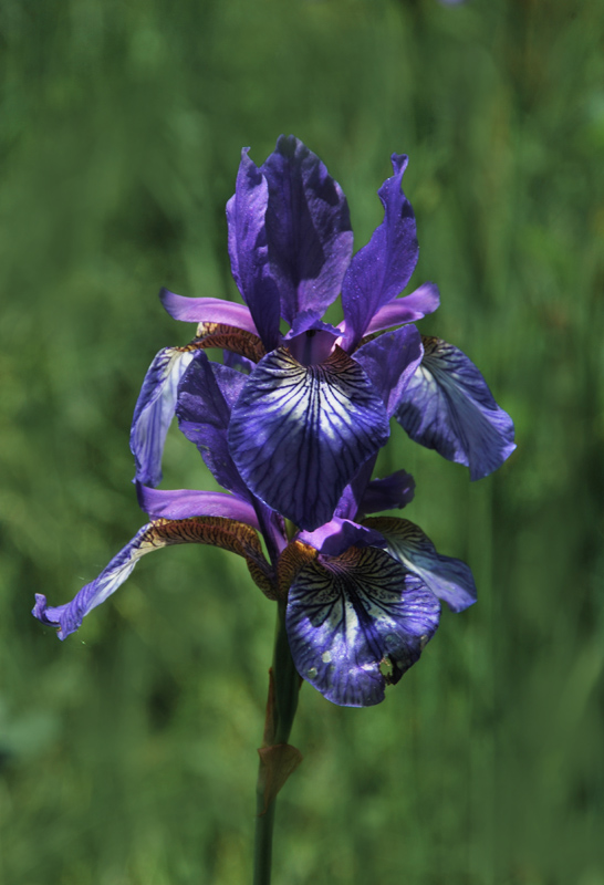 Iris sibirica / Giaggiolo siberiano