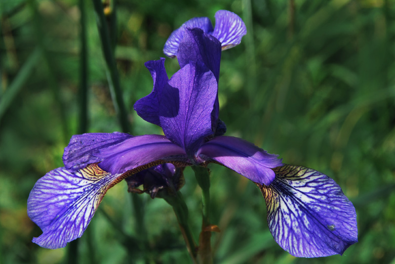 Iris sibirica / Giaggiolo siberiano