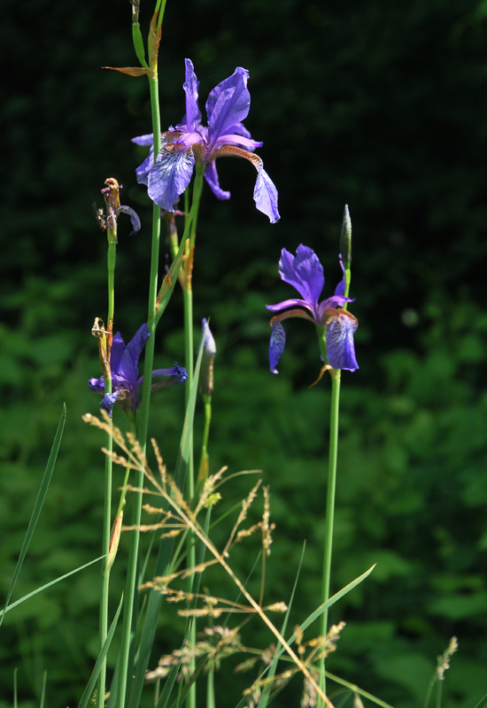 Iris sibirica / Giaggiolo siberiano