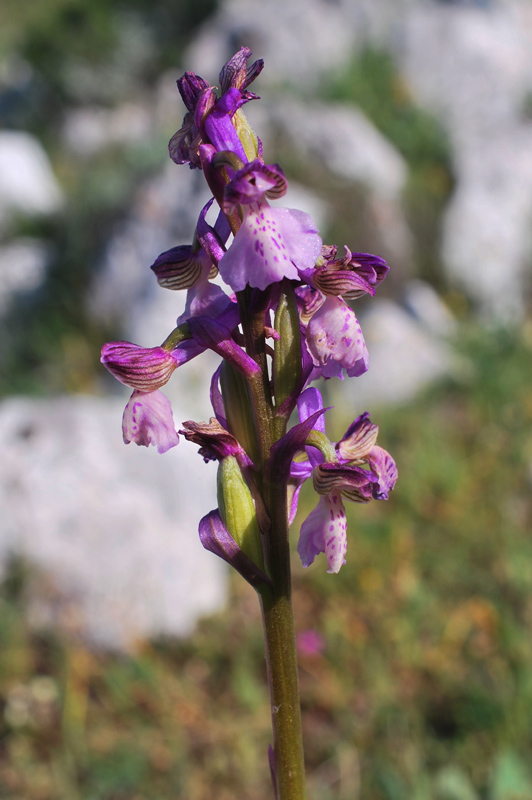 Orchidee di fine aprile in Gargano 1