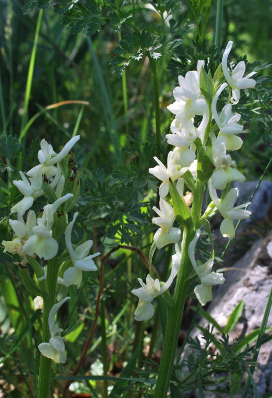 Orchidee di fine aprile in Gargano 1