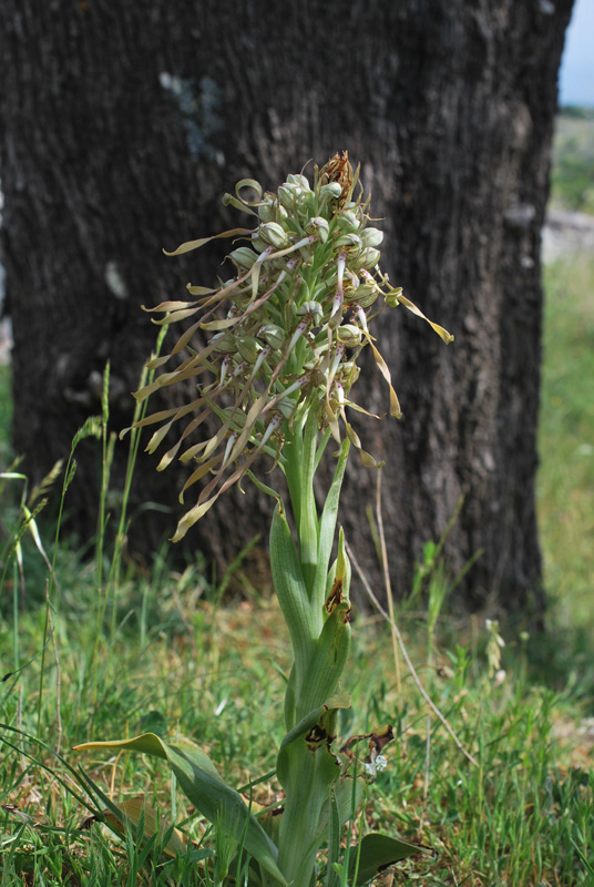 Orchidee di fine aprile in Gargano 1