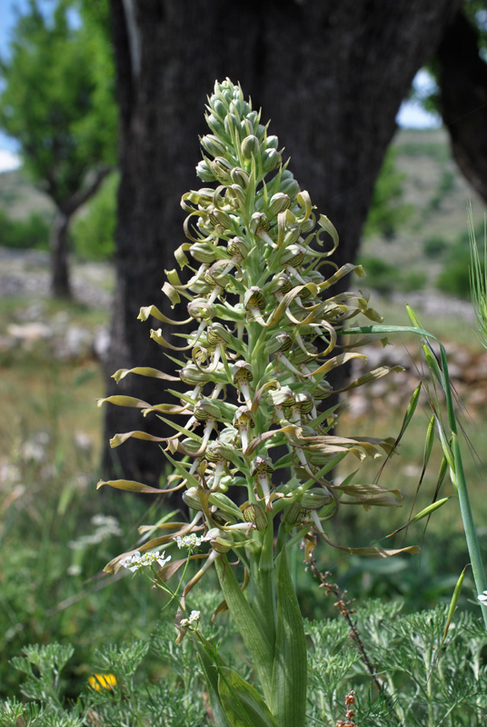 Orchidee di fine aprile in Gargano 1