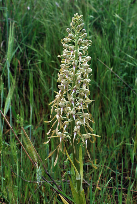 Orchidee di fine aprile in Gargano 1