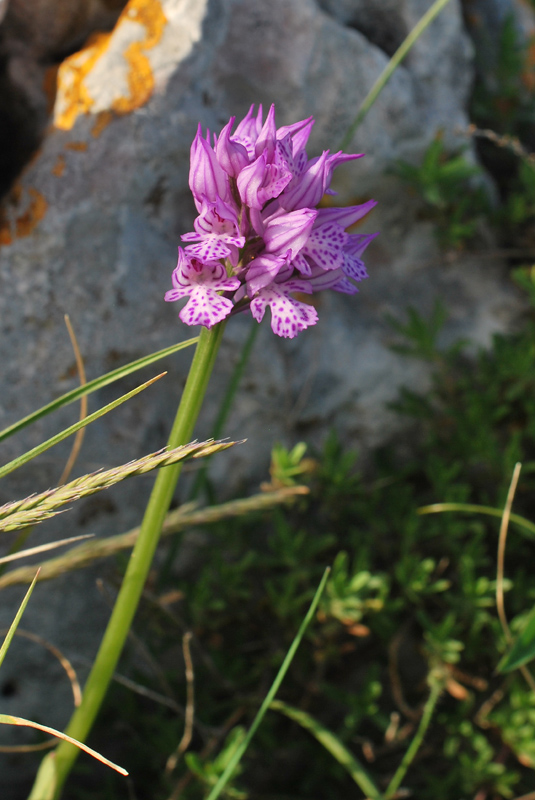 Orchidee di fine aprile in Gargano 1