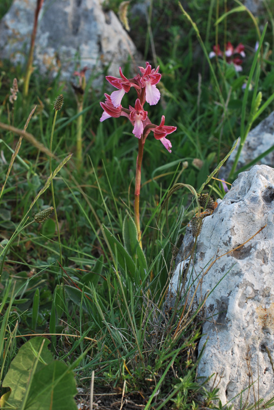 Orchidee di fine aprile in Gargano 1