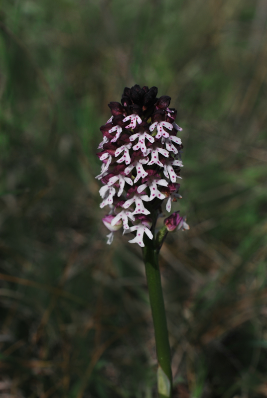 Orchidee di fine aprile in Gargano 1