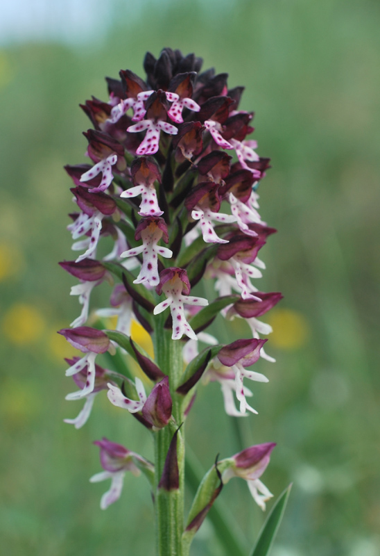 Orchidee di fine aprile in Gargano 1