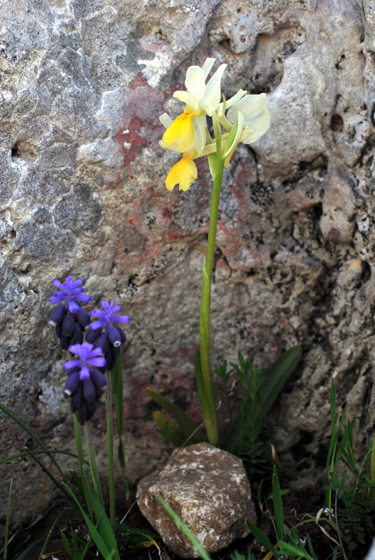 Orchidee di fine aprile in Gargano 2