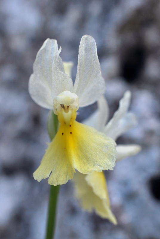 Orchidee di fine aprile in Gargano 2