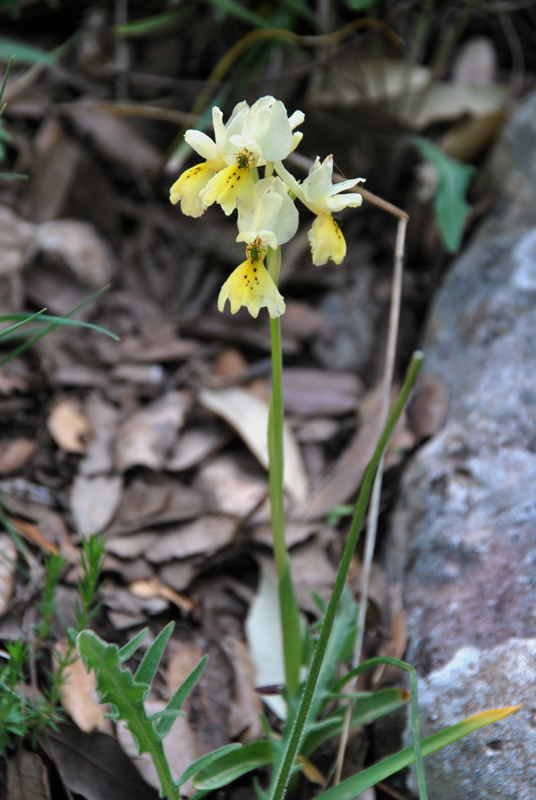 Orchidee di fine aprile in Gargano 2