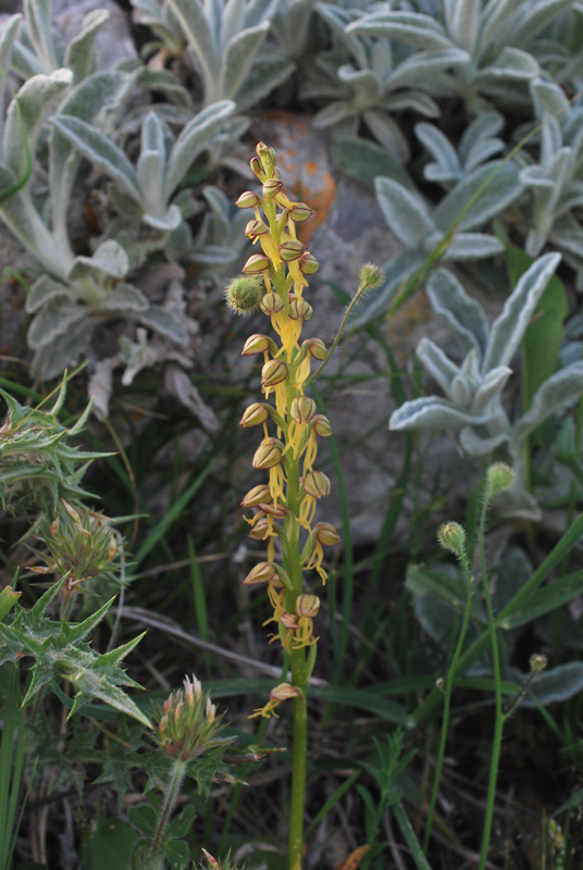 Orchidee di fine aprile in Gargano 2