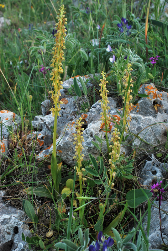 Orchidee di fine aprile in Gargano 2