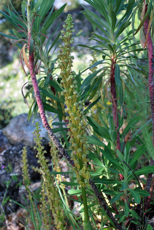 Orchidee di fine aprile in Gargano 2