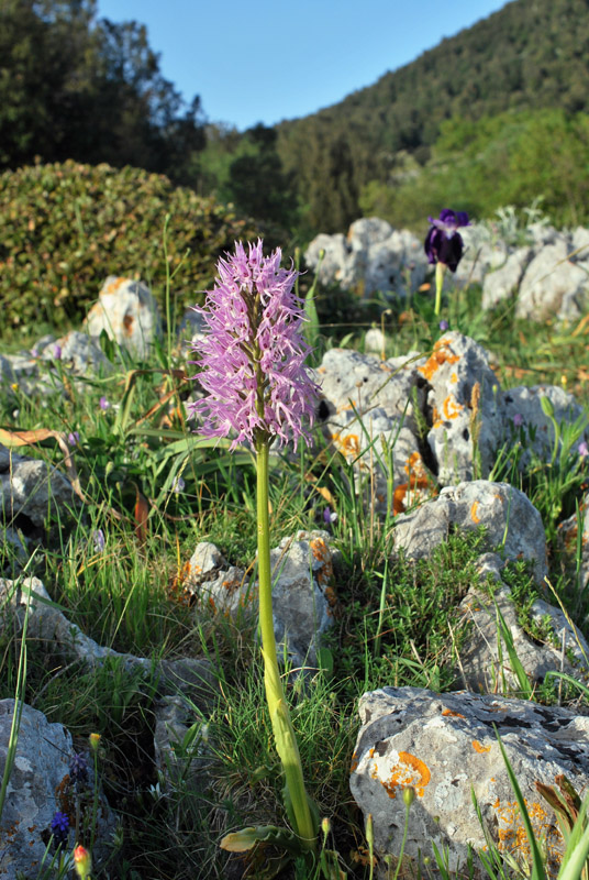 Orchidee di fine aprile in Gargano 2