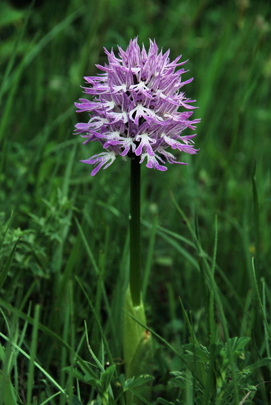 Orchidee di fine aprile in Gargano 2