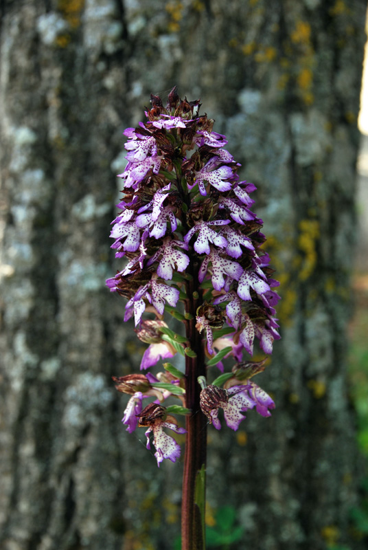 Orchidee di fine aprile in Gargano 2