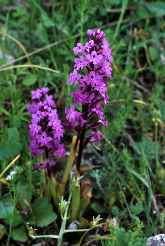 Orchidee di fine aprile in Gargano 2