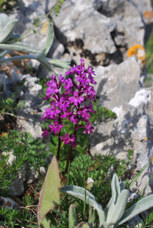 Orchidee di fine aprile in Gargano 2