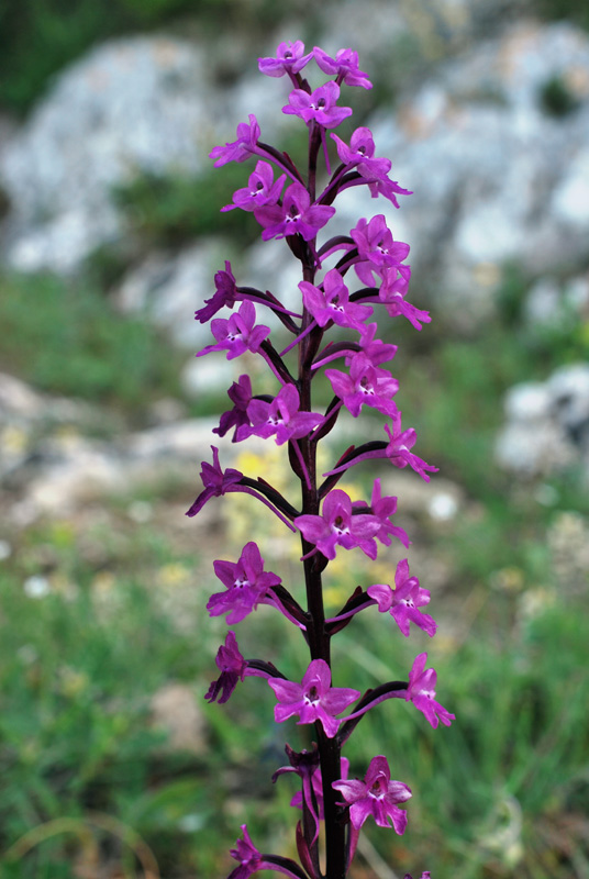 Orchidee di fine aprile in Gargano 2