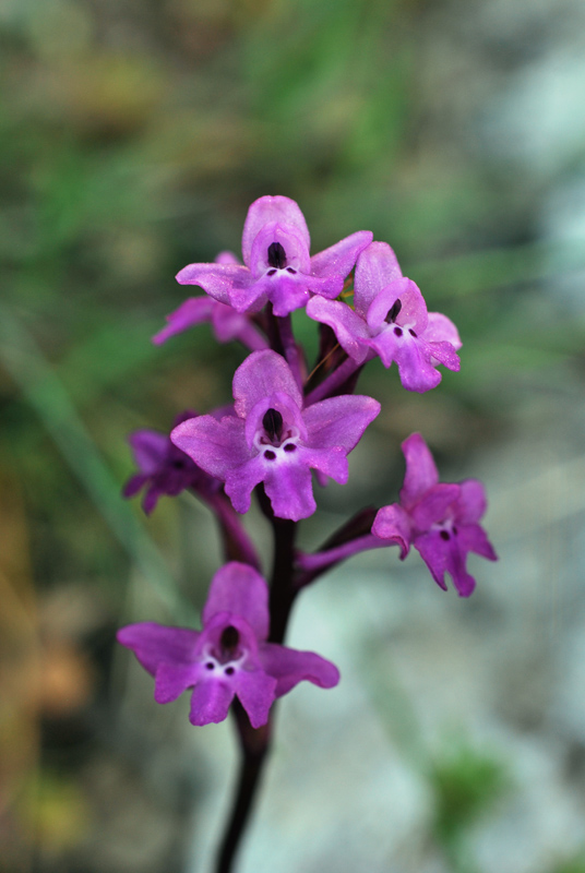 Orchidee di fine aprile in Gargano 2