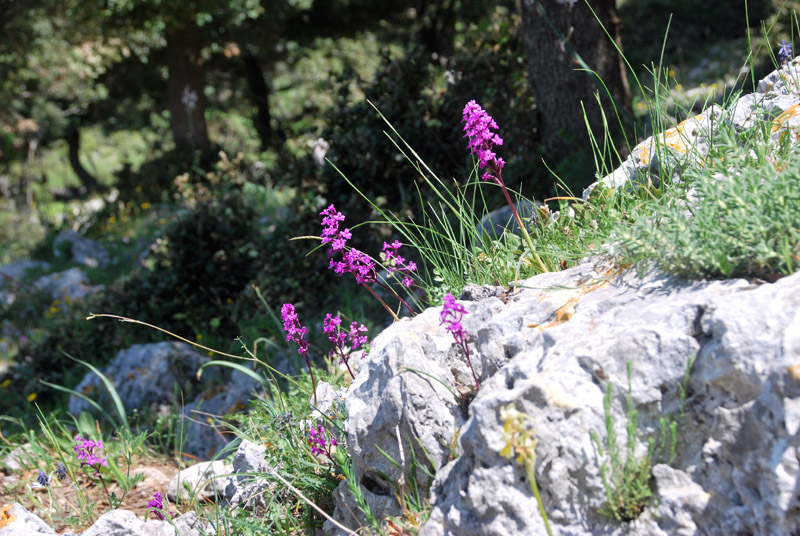 Orchidee di fine aprile in Gargano 2