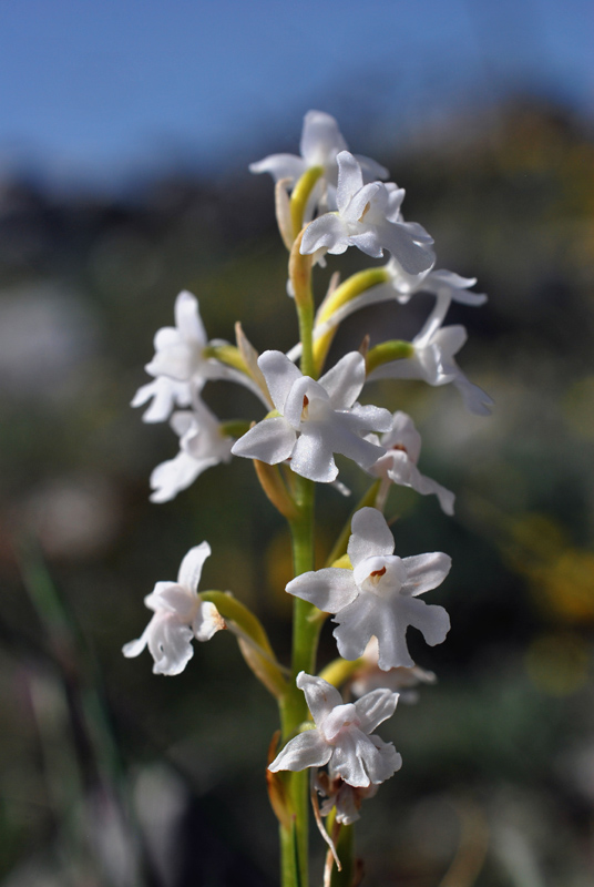 Orchidee di fine aprile in Gargano 2