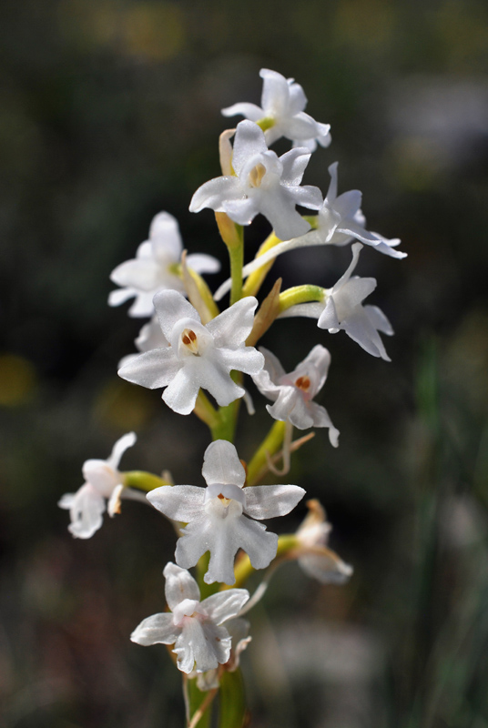 Orchidee di fine aprile in Gargano 2