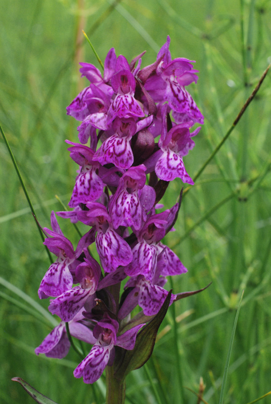 Dactylorhiza con le dita in acqua. Val di Zoldo