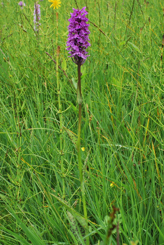 Dactylorhiza con le dita in acqua. Val di Zoldo