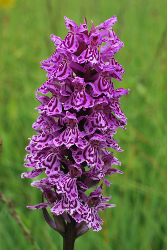 Dactylorhiza con le dita in acqua. Val di Zoldo