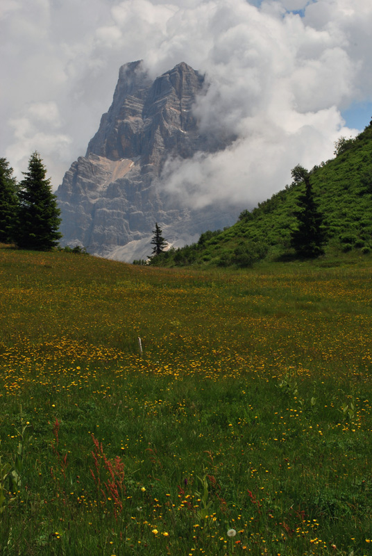 Dactylorhiza con le dita in acqua. Val di Zoldo