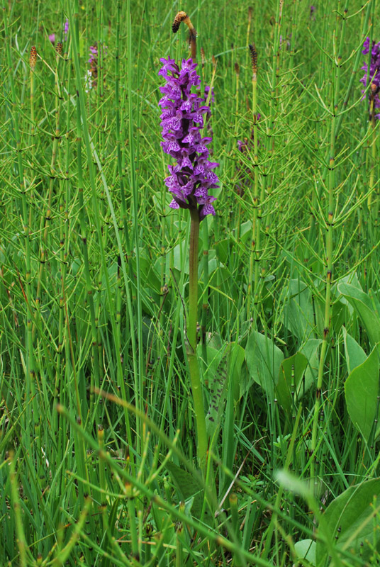Dactylorhiza con le dita in acqua. Val di Zoldo