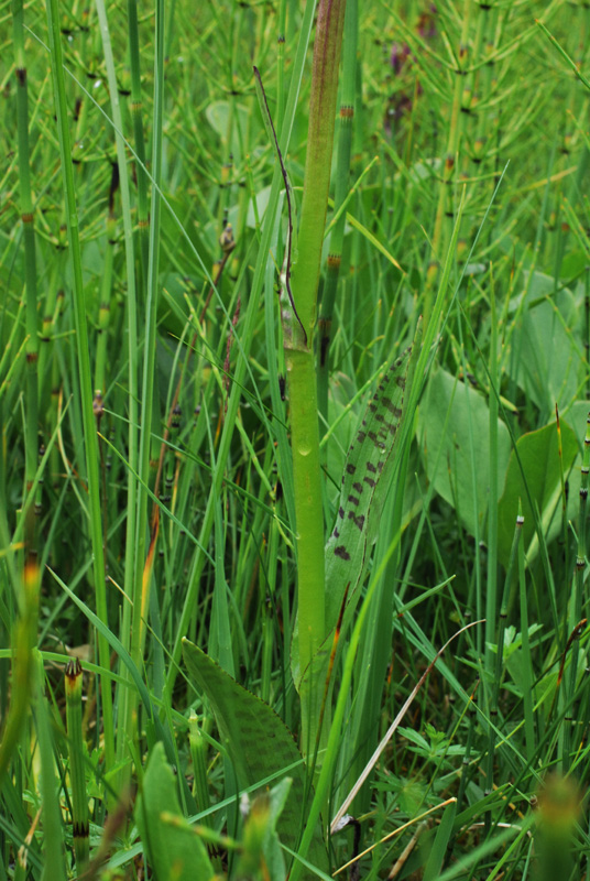 Dactylorhiza con le dita in acqua. Val di Zoldo