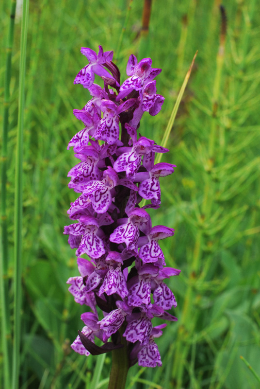 Dactylorhiza con le dita in acqua. Val di Zoldo