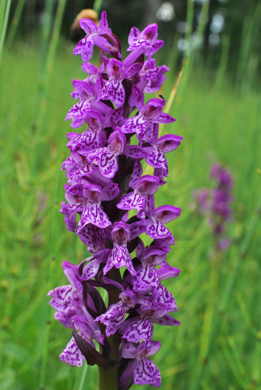 Dactylorhiza con le dita in acqua. Val di Zoldo