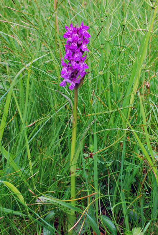 Dactylorhiza con le dita in acqua. Val di Zoldo