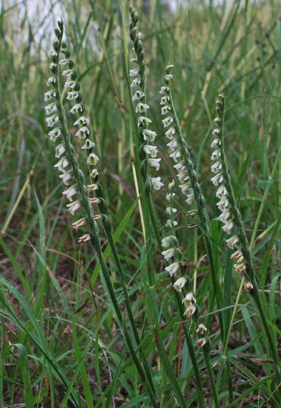 Spiranthes spiralis / Viticcini autunnali