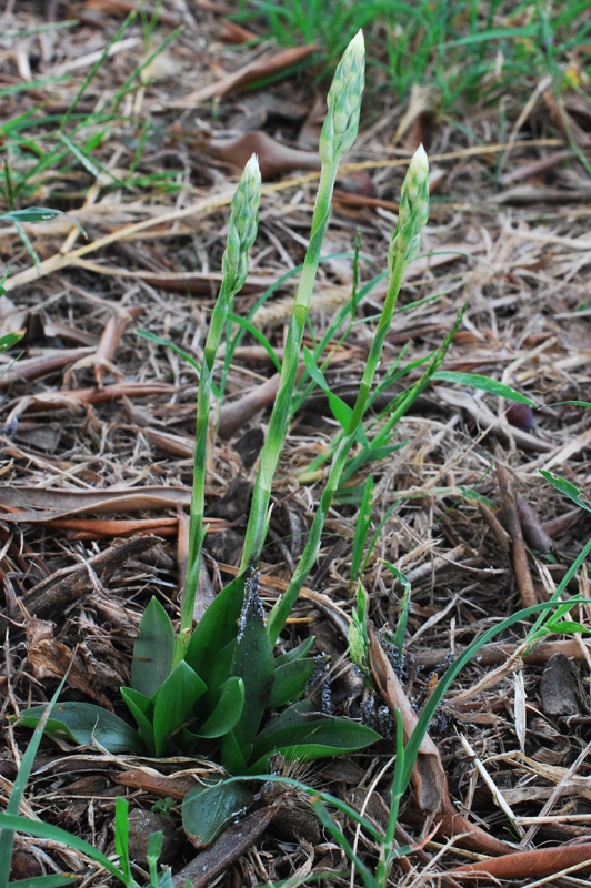 Spiranthes spiralis / Viticcini autunnali