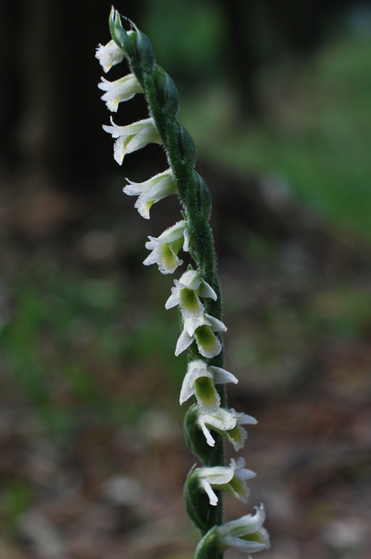 Spiranthes spiralis / Viticcini autunnali