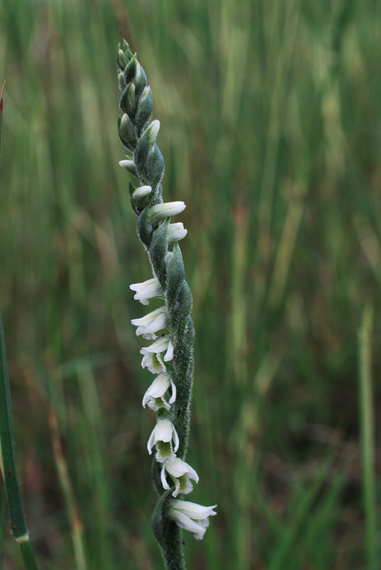 Spiranthes spiralis / Viticcini autunnali