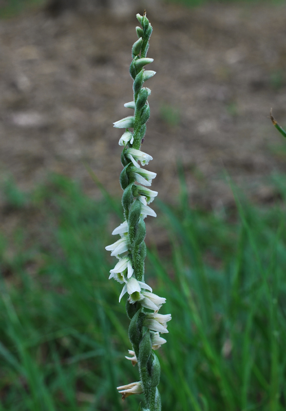 Spiranthes spiralis / Viticcini autunnali