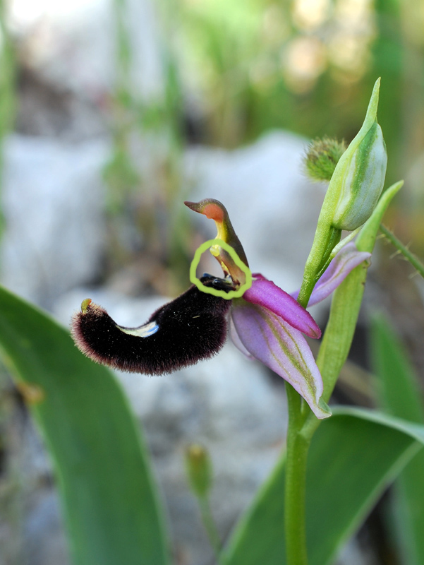 Ophrys bertolonii oppure Ophrys benacensis?