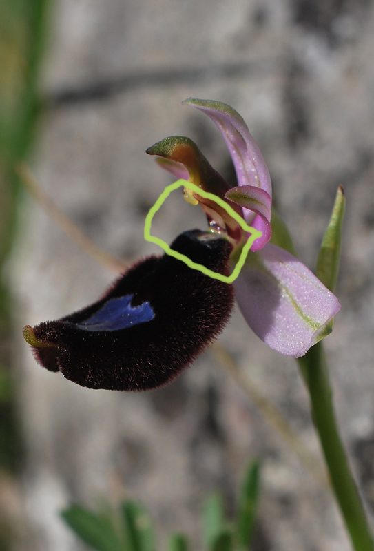 Ophrys bertolonii oppure Ophrys benacensis?