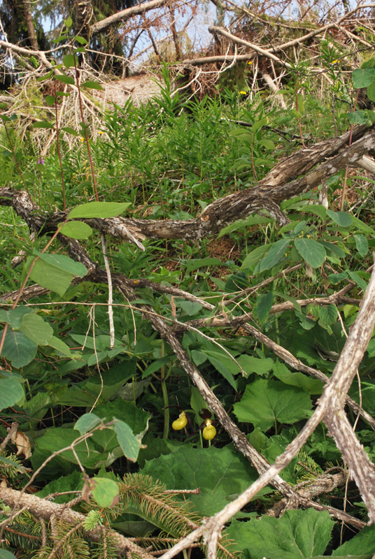 Cypripedium calceolus e l''uragano Vaia