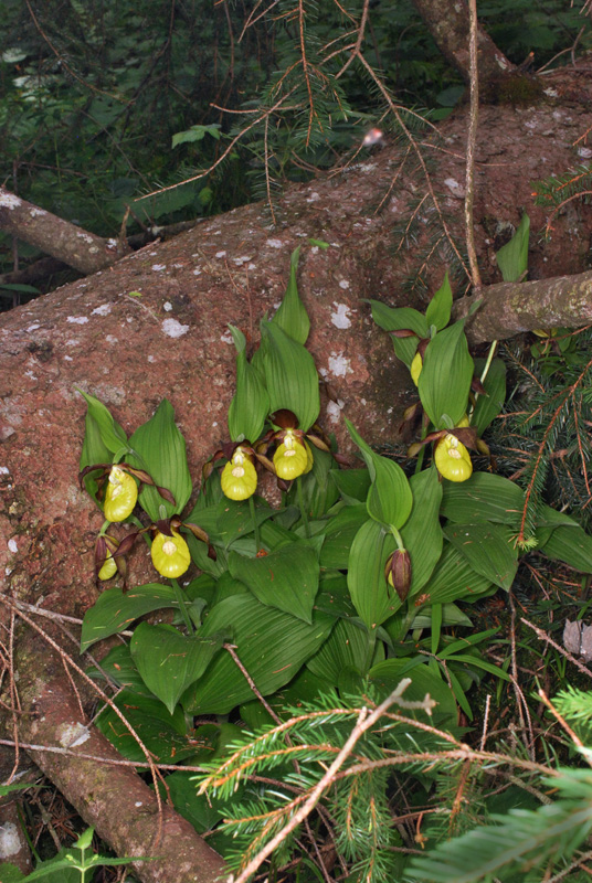 Cypripedium calceolus e l''uragano Vaia