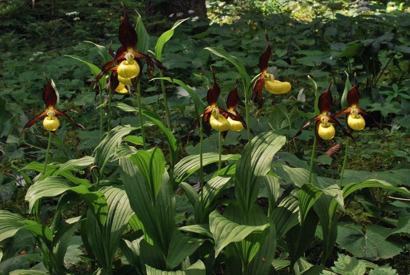 Cypripedium calceolus e l''uragano Vaia