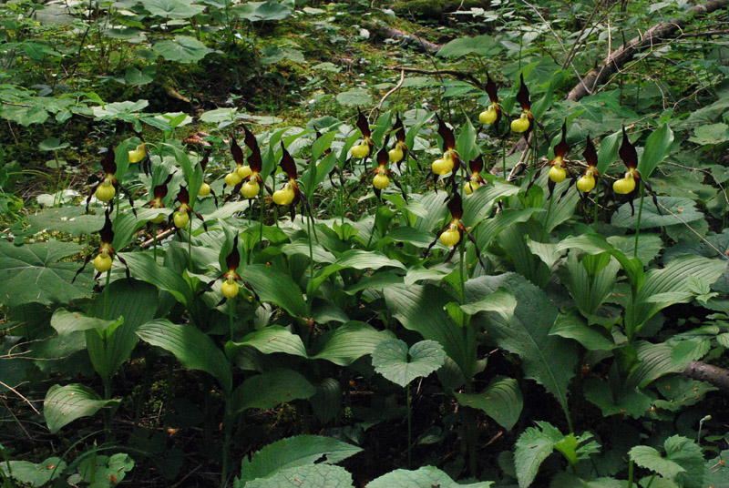 Cypripedium calceolus e l''uragano Vaia