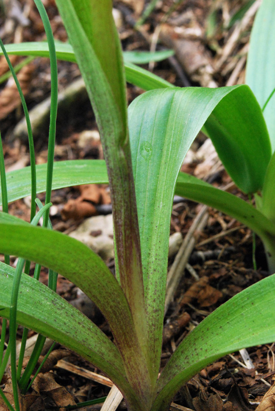 Orchis mascula con foglie maculate?