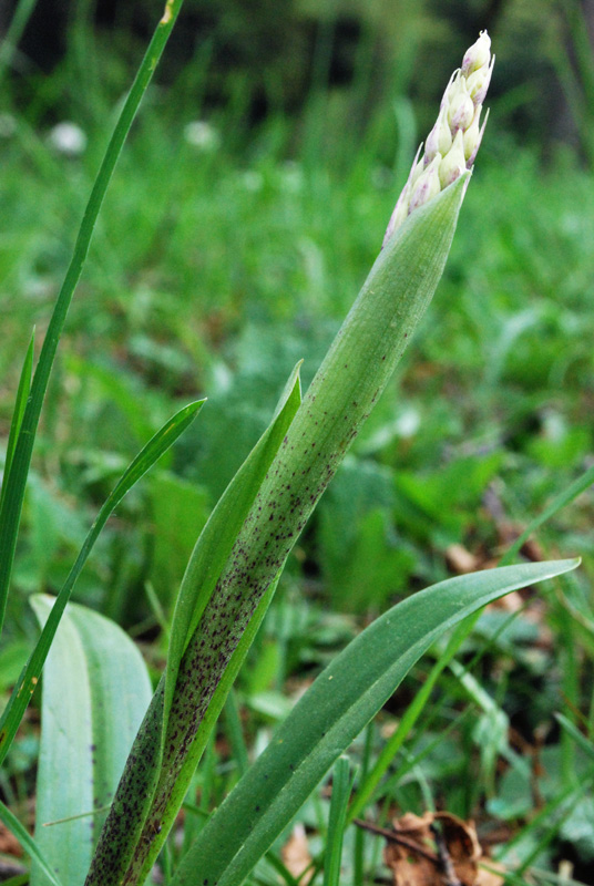 Orchis mascula con foglie maculate?